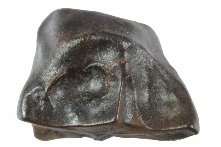 Fossil Dinosaur (Leptoceratops) Shed Tooth - Wyoming #354892